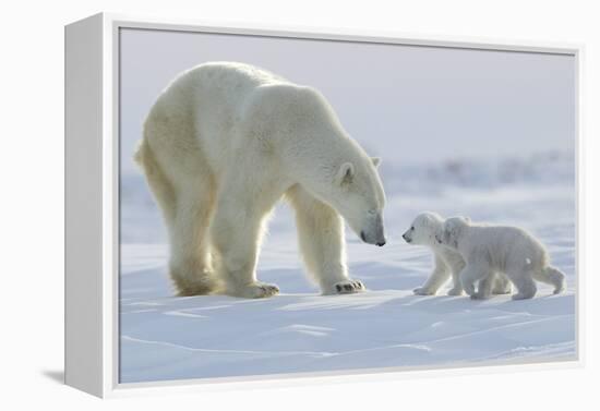 Polar Bear (Ursus Maritimus) and Cubs-David Jenkins-Framed Premier Image Canvas