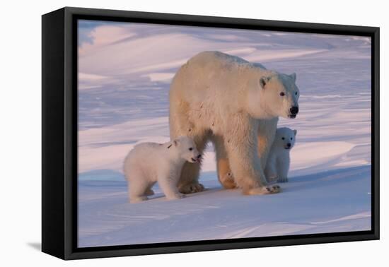 Polar Bear (Ursus Maritimus) and Cubs-David Jenkins-Framed Premier Image Canvas