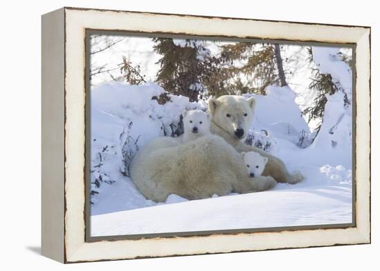 Polar Bear (Ursus Maritimus) and Cubs-David Jenkins-Framed Premier Image Canvas