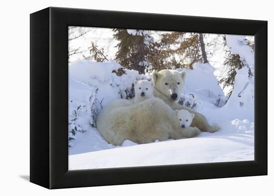 Polar Bear (Ursus Maritimus) and Cubs-David Jenkins-Framed Premier Image Canvas