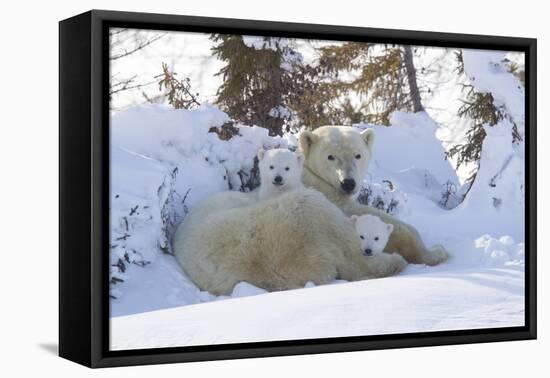 Polar Bear (Ursus Maritimus) and Cubs-David Jenkins-Framed Premier Image Canvas