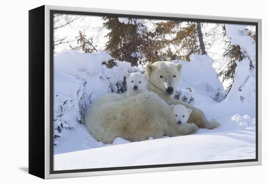 Polar Bear (Ursus Maritimus) and Cubs-David Jenkins-Framed Premier Image Canvas