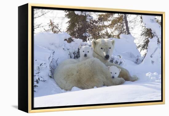 Polar Bear (Ursus Maritimus) and Cubs-David Jenkins-Framed Premier Image Canvas