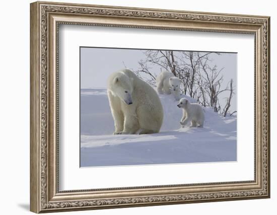 Polar Bear (Ursus Maritimus) and Cubs-David Jenkins-Framed Photographic Print