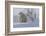 Polar Bear (Ursus Maritimus) and Cubs-David Jenkins-Framed Photographic Print