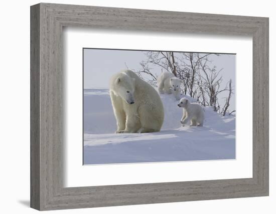 Polar Bear (Ursus Maritimus) and Cubs-David Jenkins-Framed Photographic Print