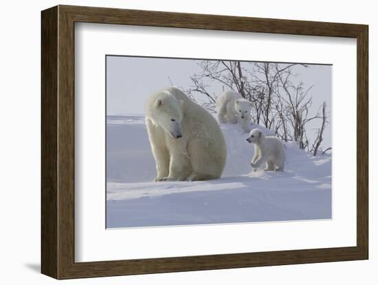 Polar Bear (Ursus Maritimus) and Cubs-David Jenkins-Framed Photographic Print