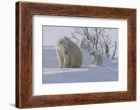 Polar Bear (Ursus Maritimus) and Cubs-David Jenkins-Framed Photographic Print