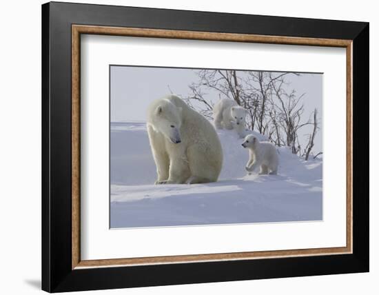 Polar Bear (Ursus Maritimus) and Cubs-David Jenkins-Framed Photographic Print