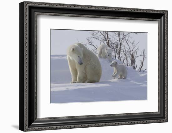 Polar Bear (Ursus Maritimus) and Cubs-David Jenkins-Framed Photographic Print