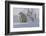 Polar Bear (Ursus Maritimus) and Cubs-David Jenkins-Framed Photographic Print