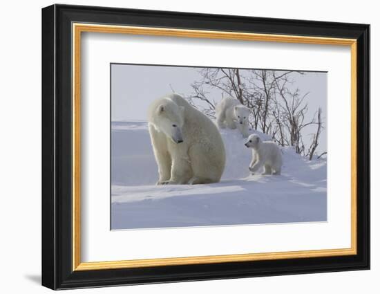 Polar Bear (Ursus Maritimus) and Cubs-David Jenkins-Framed Photographic Print