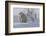 Polar Bear (Ursus Maritimus) and Cubs-David Jenkins-Framed Photographic Print