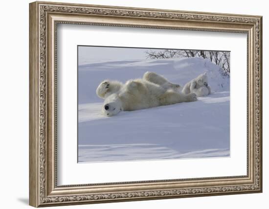 Polar Bear (Ursus Maritimus) and Cubs-David Jenkins-Framed Photographic Print