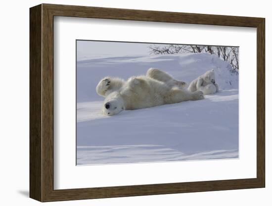 Polar Bear (Ursus Maritimus) and Cubs-David Jenkins-Framed Photographic Print