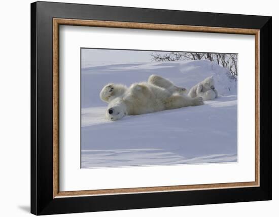 Polar Bear (Ursus Maritimus) and Cubs-David Jenkins-Framed Photographic Print