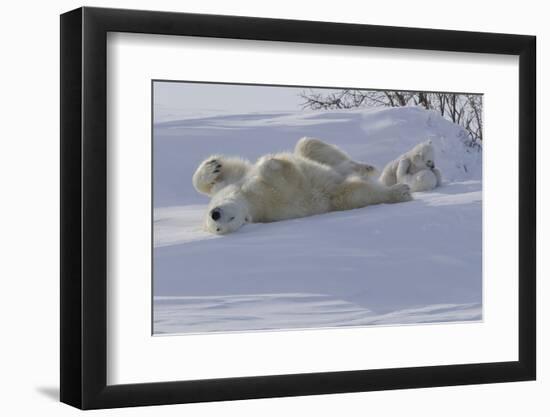 Polar Bear (Ursus Maritimus) and Cubs-David Jenkins-Framed Photographic Print