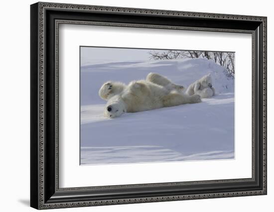 Polar Bear (Ursus Maritimus) and Cubs-David Jenkins-Framed Photographic Print