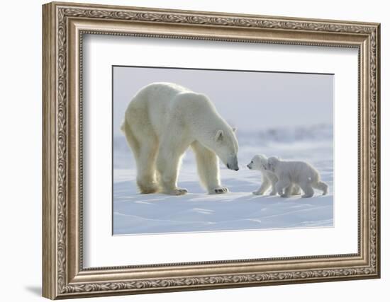 Polar Bear (Ursus Maritimus) and Cubs-David Jenkins-Framed Photographic Print