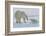 Polar Bear (Ursus Maritimus) and Cubs-David Jenkins-Framed Photographic Print