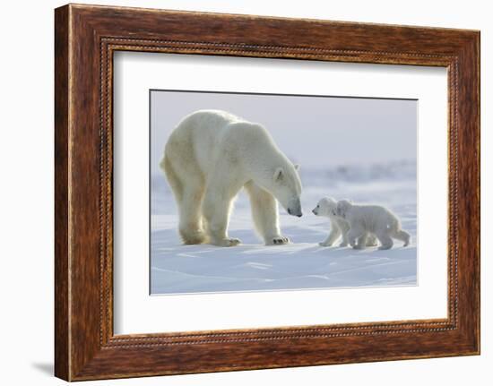 Polar Bear (Ursus Maritimus) and Cubs-David Jenkins-Framed Photographic Print