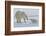 Polar Bear (Ursus Maritimus) and Cubs-David Jenkins-Framed Photographic Print