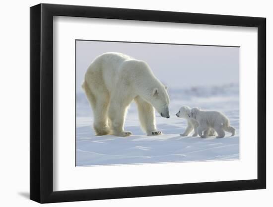 Polar Bear (Ursus Maritimus) and Cubs-David Jenkins-Framed Photographic Print