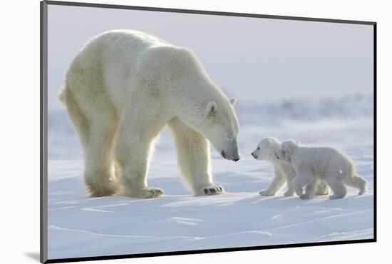 Polar Bear (Ursus Maritimus) and Cubs-David Jenkins-Mounted Photographic Print