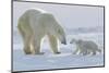 Polar Bear (Ursus Maritimus) and Cubs-David Jenkins-Mounted Photographic Print