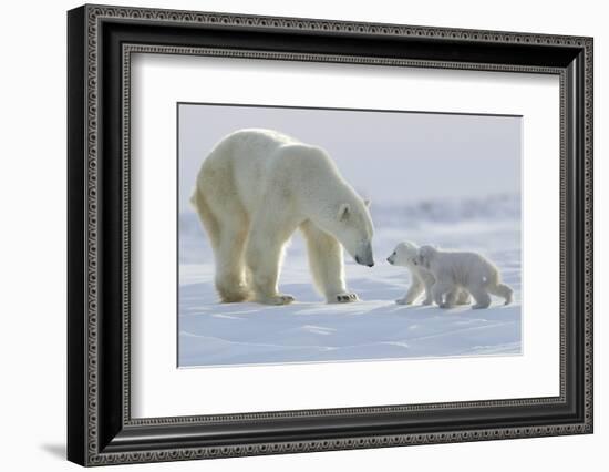 Polar Bear (Ursus Maritimus) and Cubs-David Jenkins-Framed Photographic Print