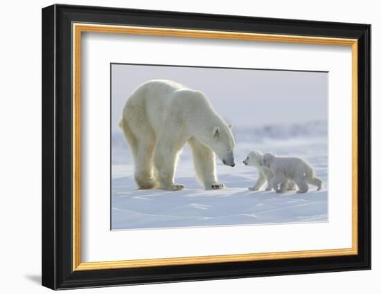 Polar Bear (Ursus Maritimus) and Cubs-David Jenkins-Framed Photographic Print