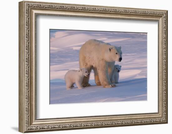 Polar Bear (Ursus Maritimus) and Cubs-David Jenkins-Framed Photographic Print