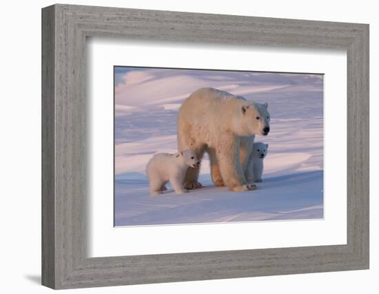 Polar Bear (Ursus Maritimus) and Cubs-David Jenkins-Framed Photographic Print