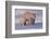 Polar Bear (Ursus Maritimus) and Cubs-David Jenkins-Framed Photographic Print