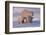 Polar Bear (Ursus Maritimus) and Cubs-David Jenkins-Framed Photographic Print