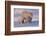 Polar Bear (Ursus Maritimus) and Cubs-David Jenkins-Framed Photographic Print