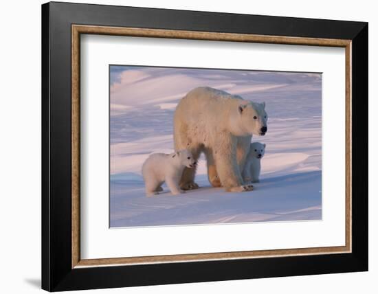 Polar Bear (Ursus Maritimus) and Cubs-David Jenkins-Framed Photographic Print