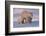 Polar Bear (Ursus Maritimus) and Cubs-David Jenkins-Framed Photographic Print