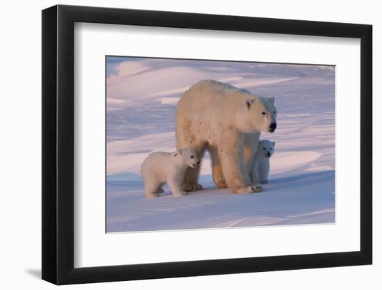 Polar Bear (Ursus Maritimus) and Cubs-David Jenkins-Framed Photographic Print