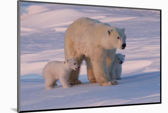 Polar Bear (Ursus Maritimus) and Cubs-David Jenkins-Mounted Photographic Print