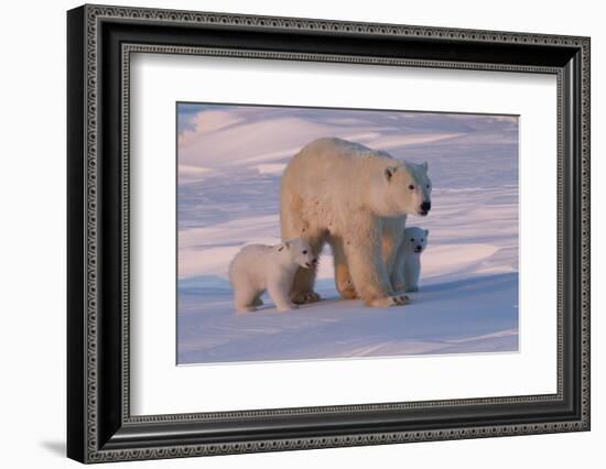 Polar Bear (Ursus Maritimus) and Cubs-David Jenkins-Framed Photographic Print