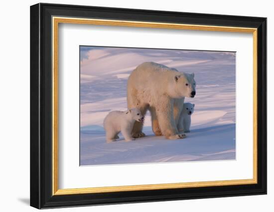 Polar Bear (Ursus Maritimus) and Cubs-David Jenkins-Framed Photographic Print