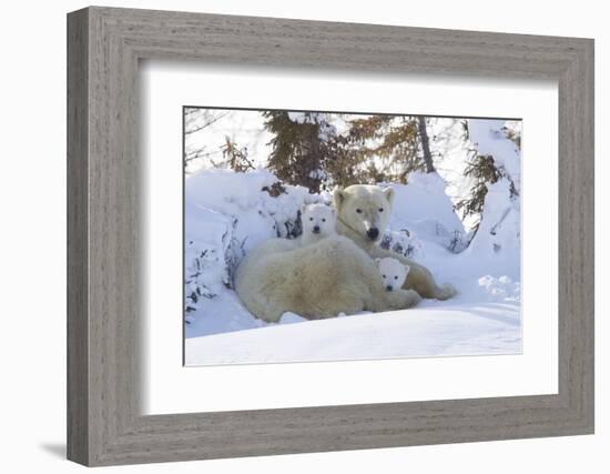 Polar Bear (Ursus Maritimus) and Cubs-David Jenkins-Framed Photographic Print