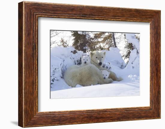 Polar Bear (Ursus Maritimus) and Cubs-David Jenkins-Framed Photographic Print