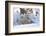 Polar Bear (Ursus Maritimus) and Cubs-David Jenkins-Framed Photographic Print