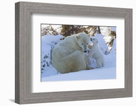 Polar Bear (Ursus Maritimus) and Cubs-David Jenkins-Framed Photographic Print