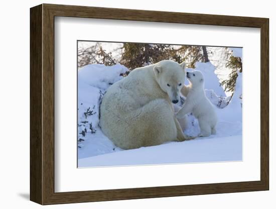 Polar Bear (Ursus Maritimus) and Cubs-David Jenkins-Framed Photographic Print