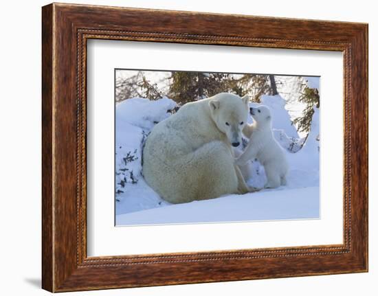 Polar Bear (Ursus Maritimus) and Cubs-David Jenkins-Framed Photographic Print