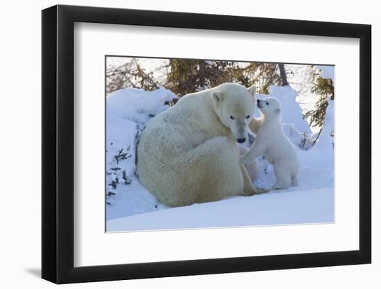 Polar Bear (Ursus Maritimus) and Cubs-David Jenkins-Framed Photographic Print