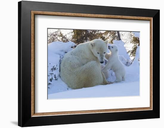 Polar Bear (Ursus Maritimus) and Cubs-David Jenkins-Framed Photographic Print